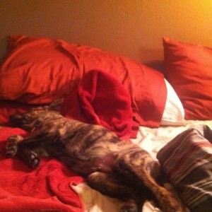 Damn totally forgot my heating pad was under that towel. Lol Tora is freaki
