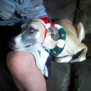 Shadow the Wippet feeling the spirit!