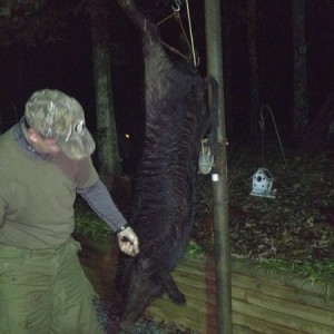 Dad killed a nice pig this evenin