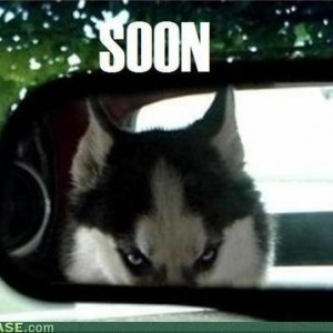 internet-memes-be-carefull-of-husky1