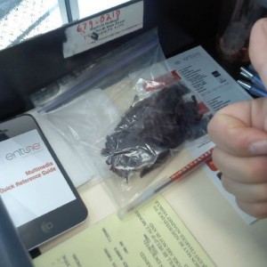 Deer Jerky at work:)
