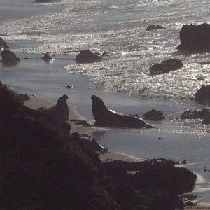 Out in CA and stopped to see some sealions.