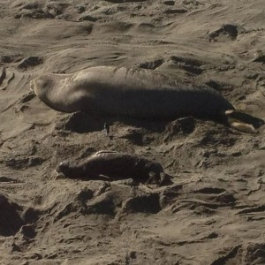 More sealions.