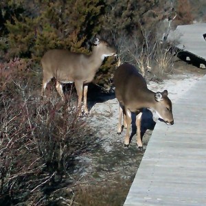 She is a boardwalk licker.......