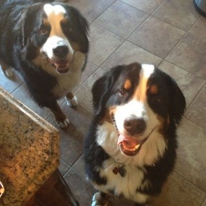 Got some begging berners wanting my lunch