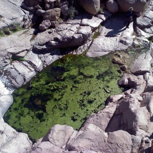 Green sludge in the spring...