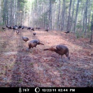Gobblers