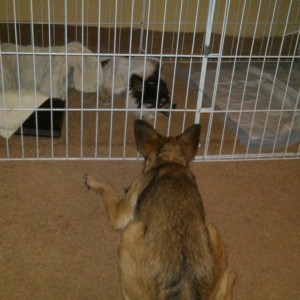 Wifey brought home a stray, Mayday is gettin jealous :laugh: