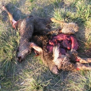 1994 toyota pickup hit herd of deer 4 kills