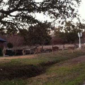Neighbors front yard