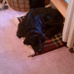 Pooped pup