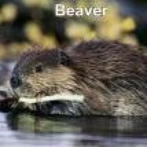 Beaver_