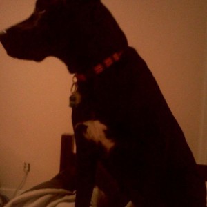 Murphy
