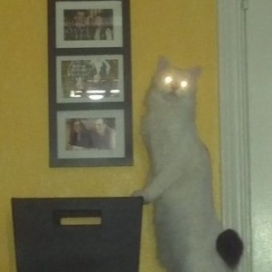 Laser cat is scanning ur retinas and knows where you haz been