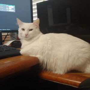 Jean-Luc is blocking my mouse; I guess I'm done with work today.