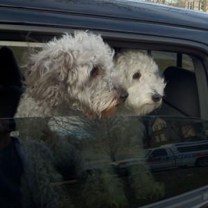 My boys love riding in a Tacoma