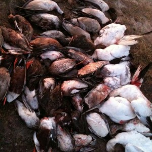 California duck hunting at it's finest with a total of 56 ducks.