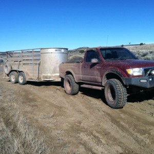 Hauling livestock trailer