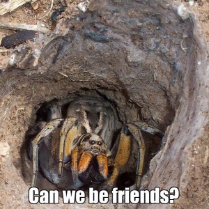 scary_spider