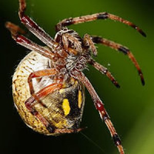 200px-Australian_orb_weaver_spinning_web