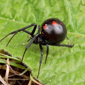 black-widow-spider_469_600x450