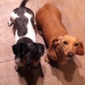 Dachshunds