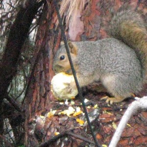 IMG_1911_A