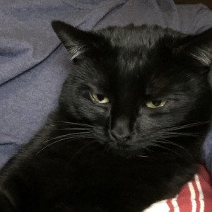 Kitty