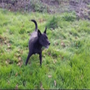 Doggie_240