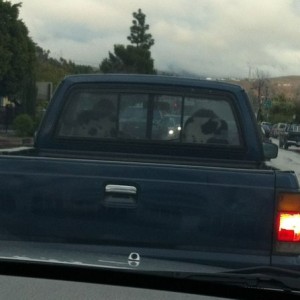 Cow skin seat covers