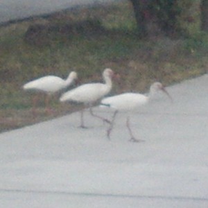 Egrets struttin across my driveway....