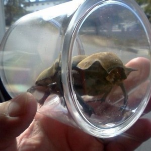 Kill it with fire? Anybody know WTF this is?