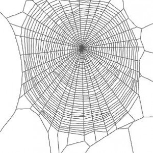 cobweb