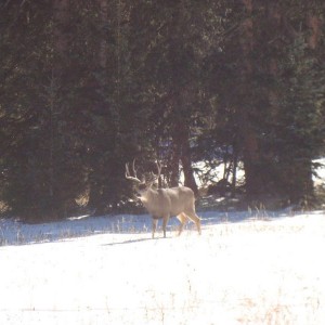 DAMN... no Deer tag!!