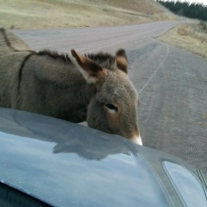 Car lickers