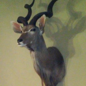 Kudu_mount
