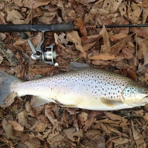 3 lb 11 oz brown