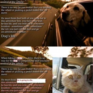 doglife