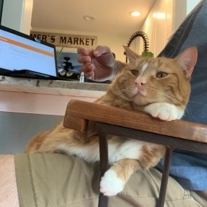 Munch is lap cat.