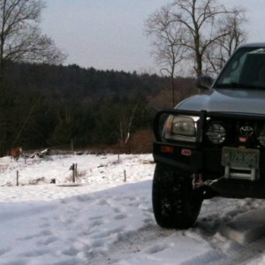 Tacoma and Horses