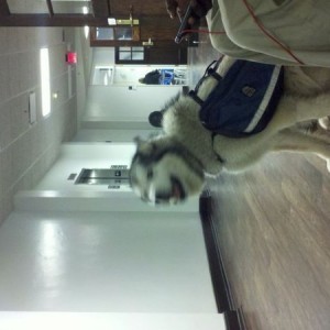 Holy shit I want one. She is an Alaskan Malamute.
