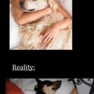 pets
