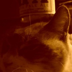 Kitty with a Lagunitas hat last night
