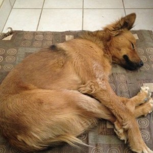 Sleepy dog