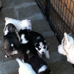 A buddy's new pups