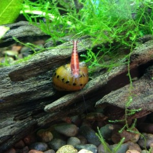 Cleaning the snail no big deal
