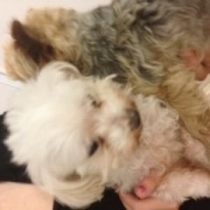 Put the white one to sleep today. They were on the way to bringing him to t