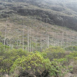 Kaena Point