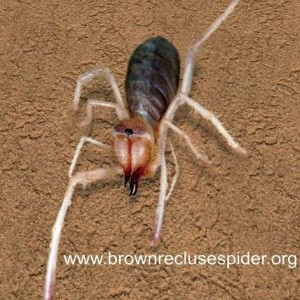 Camel Spider