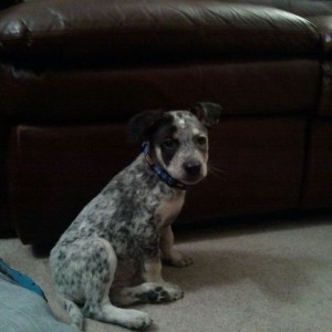 This is Cooper. Rescued Blue Heeler